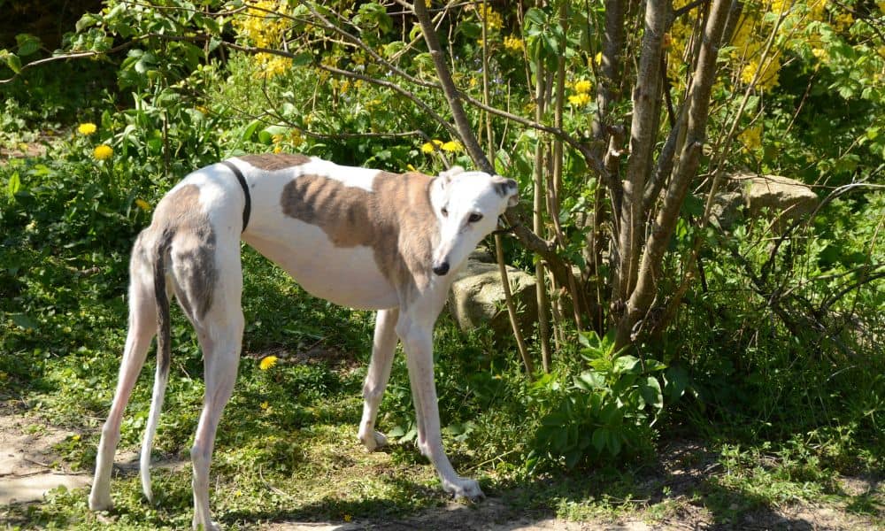 Der Appenzeller Sennenhund im Rassen Porträt Mit Bildern