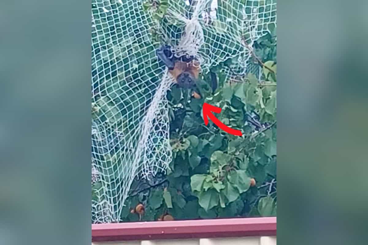 Frau Sieht Kleines Wesen Im Baum Zappeln Unfassbar Wer Da In Einem