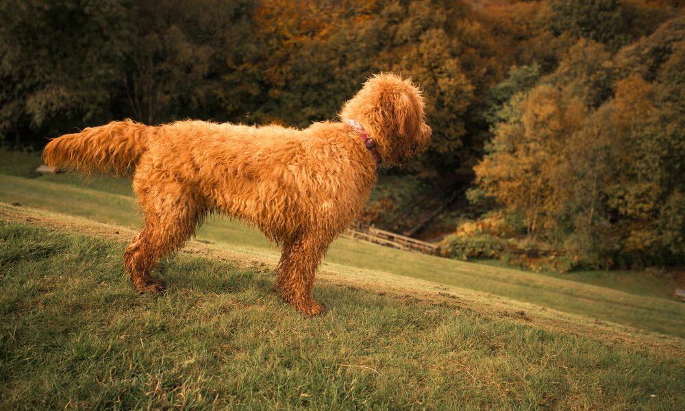 Otterhund Im Rassen Portr T Mit Bildern Infos Fun Facts