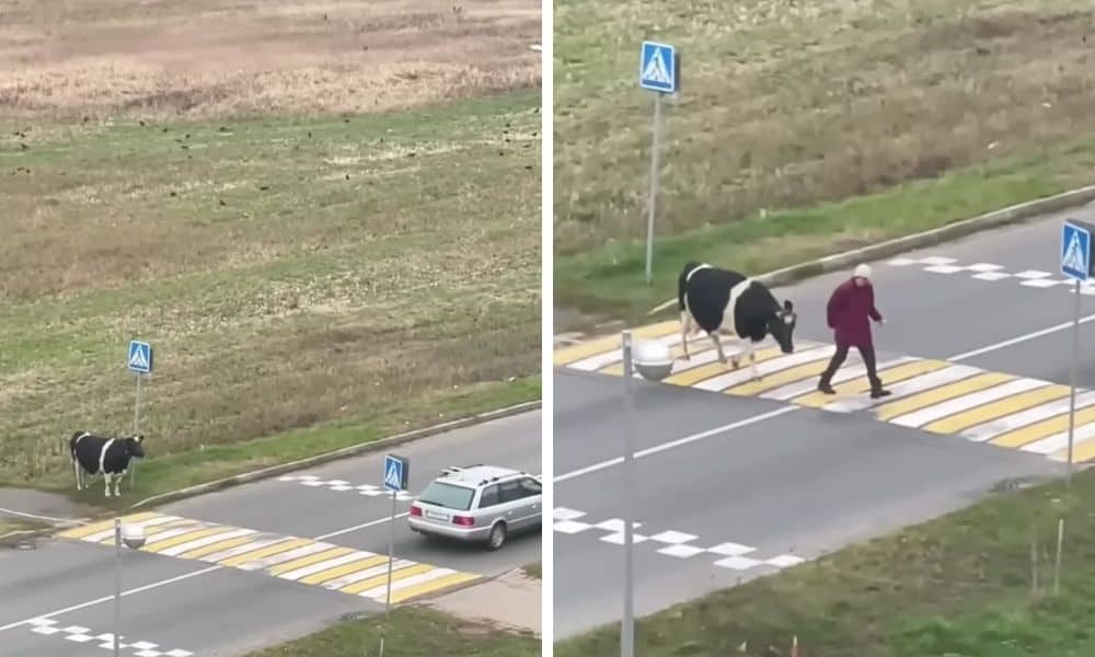 Kuh Wartet Geduldig Am Zebra Streifen Der Grund Daf R Wird Dir Ein