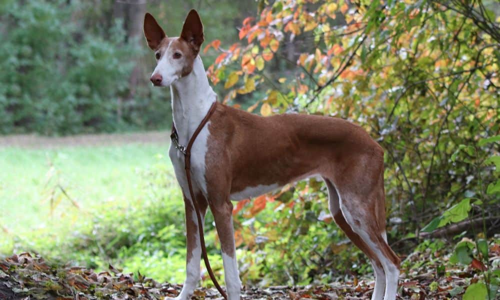 Podenco Canario im Rassen Porträt Mit Bildern Infos