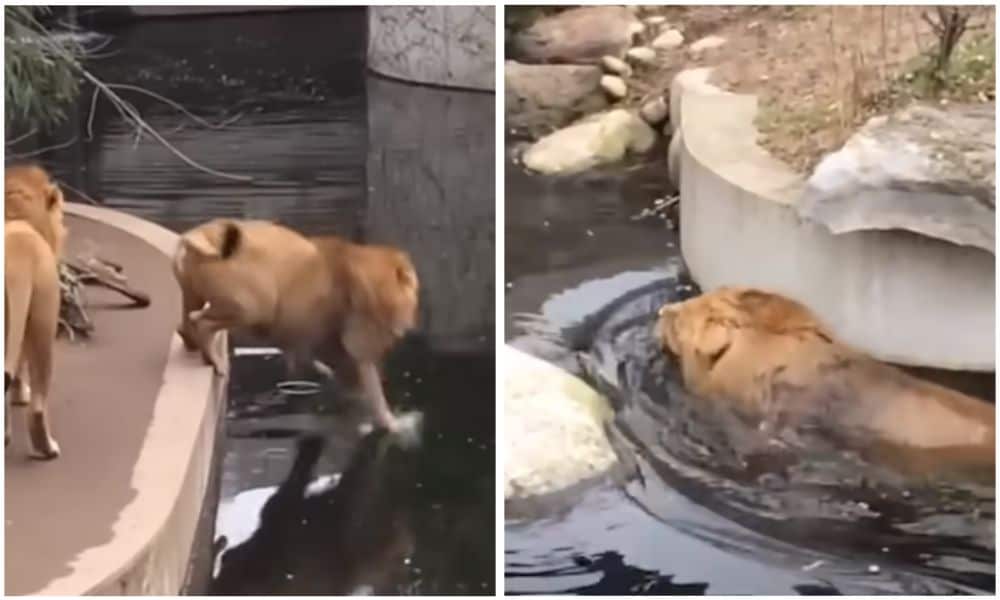 Löwe fällt ins Wasser Reaktion seines Artgenossen überrascht alle