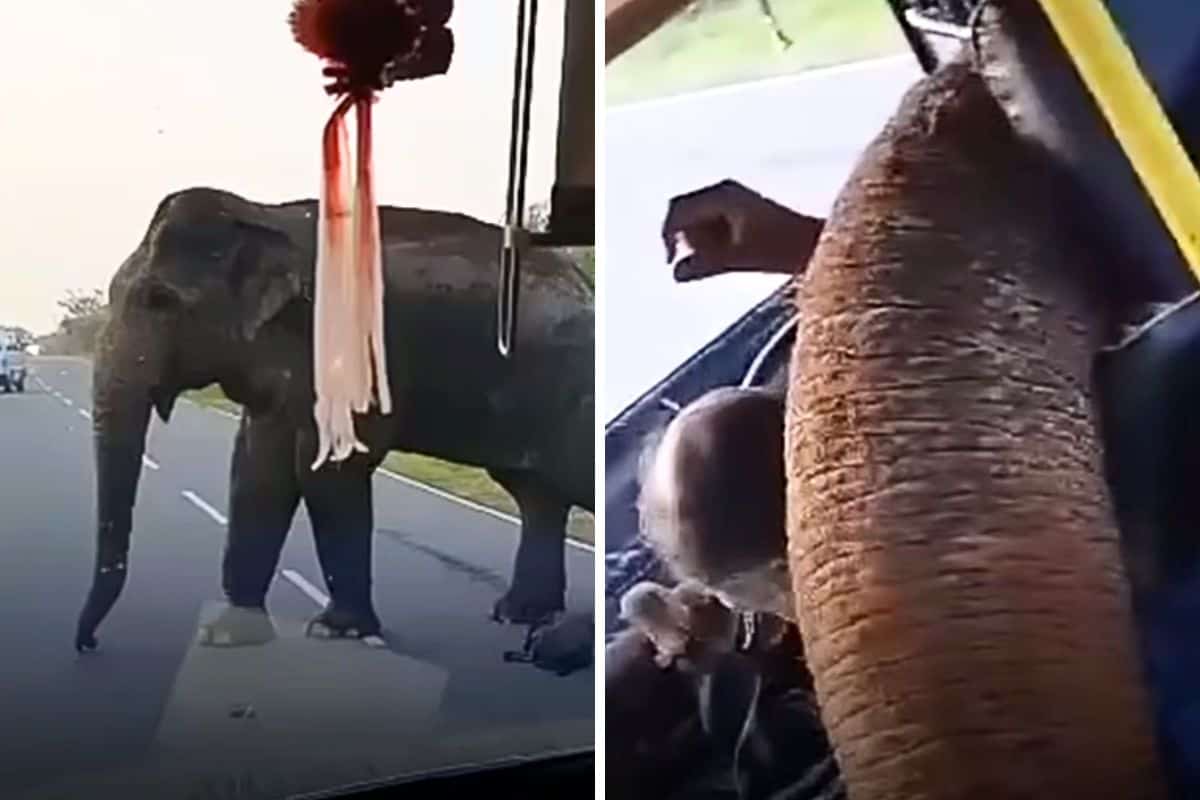 Elefant zwingt Busfahrer zum Anhalten was er dann tut sorgt für