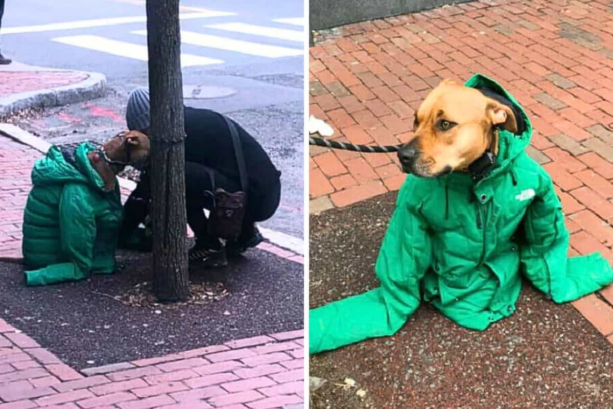 Hund sitzt in der Kälte doch diese liebevolle Geste der Besitzerin