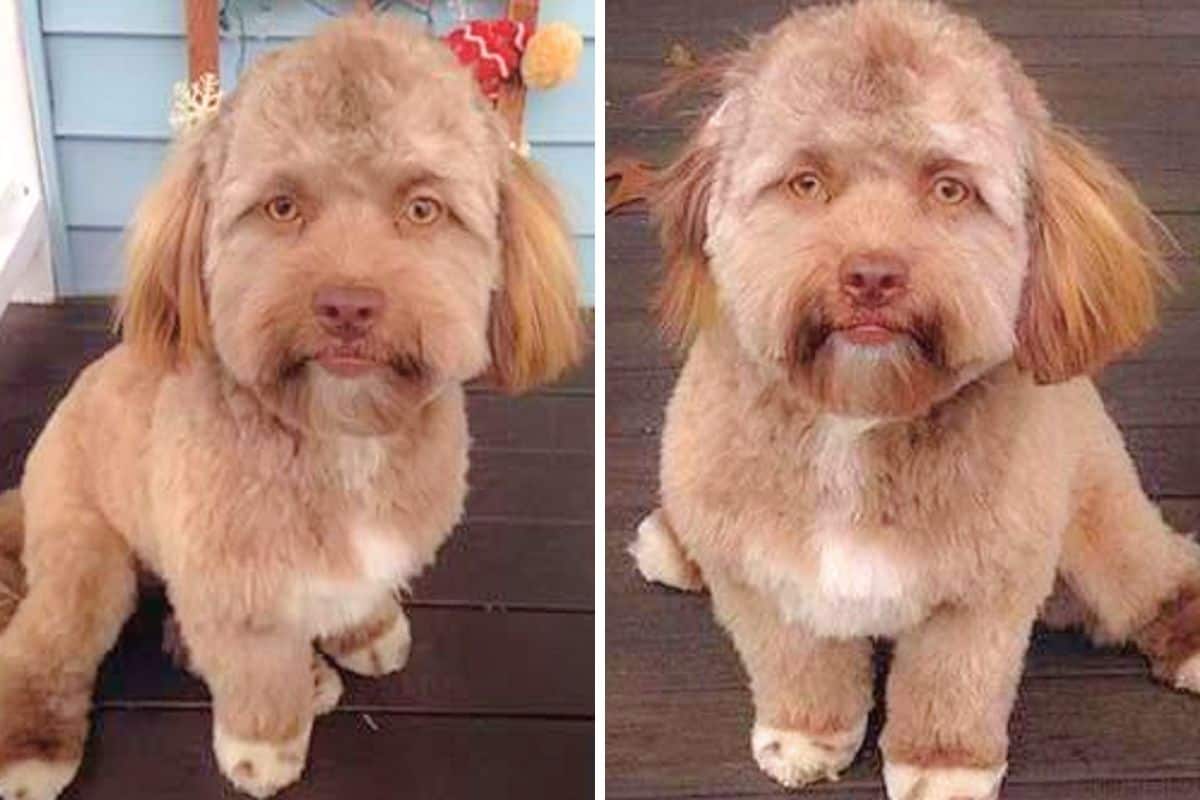 Photoshop oder Realität Das steckt wirklich hinter dem Hund mit dem