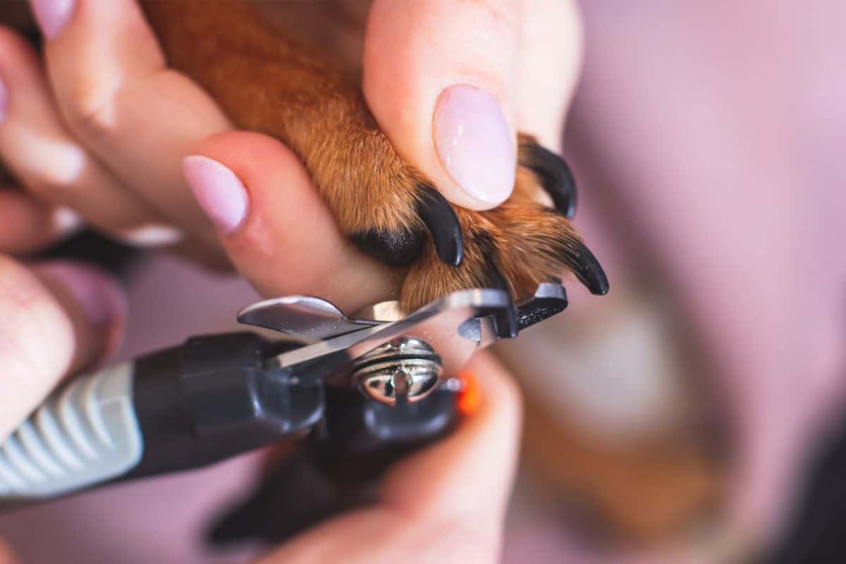 Was Tun Wenn Der Hund Beim Krallen Schneiden Blutet