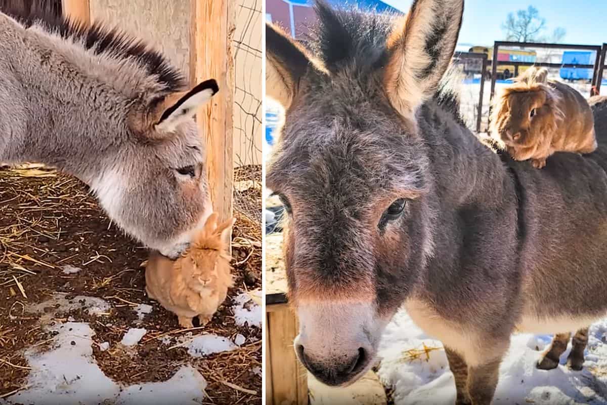 Alte Eselin Lernt Kleines Kaninchen Kennen Wie Es Ihren Lebensabend