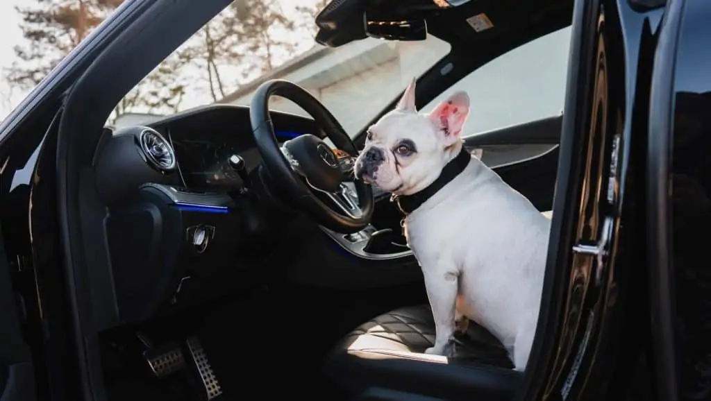 Bulldogge auf Fahrersitz ohne Autositz
