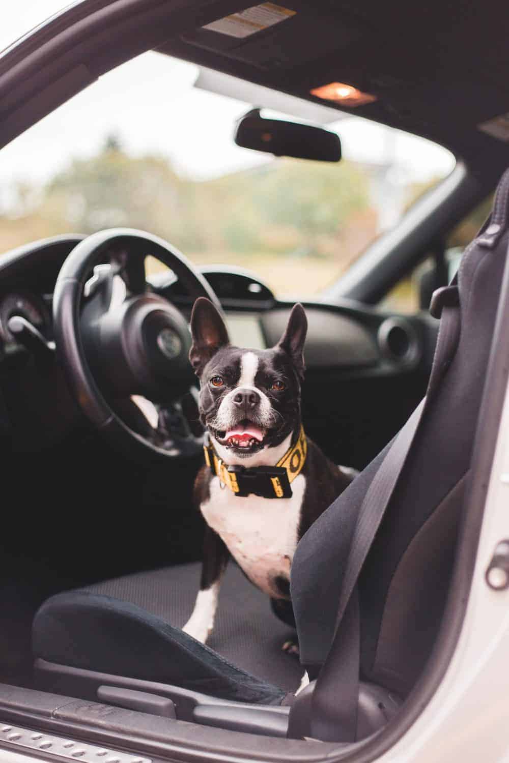 DoggySafe Auto-Hundesitz + Gurtsystem und Einlegedecke schwarz
