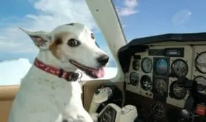 Hundetransportbox Flugzeug