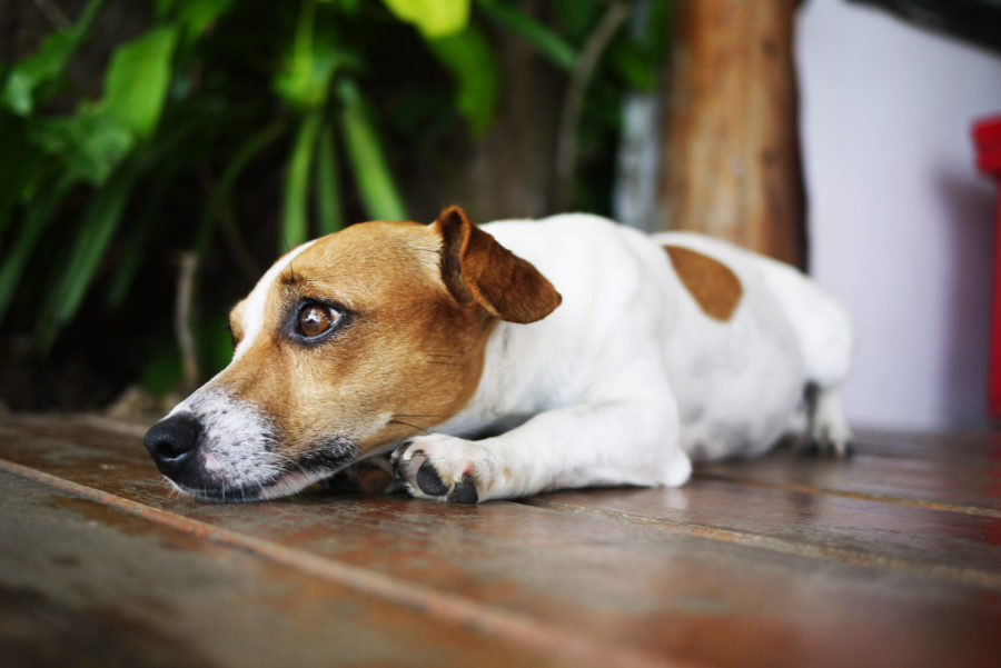 Dein Hund bellt andere Hunde an? 7 Ursachen &amp; 4 Lösungen
