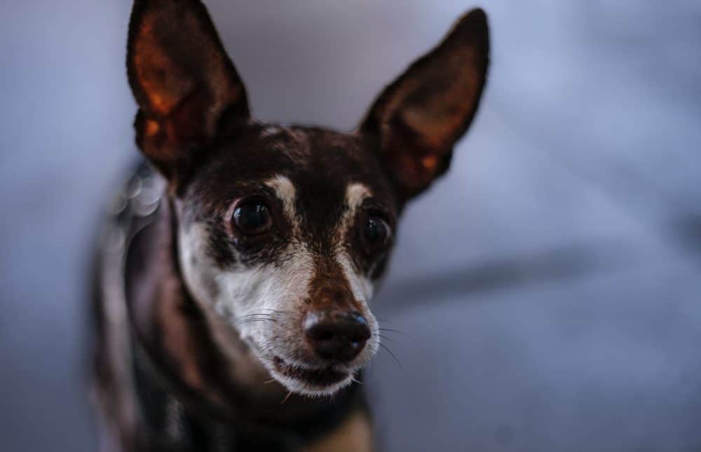 Hund bellt wenn er alleine ist? 2 Ursachen &amp; 2 Lösungen