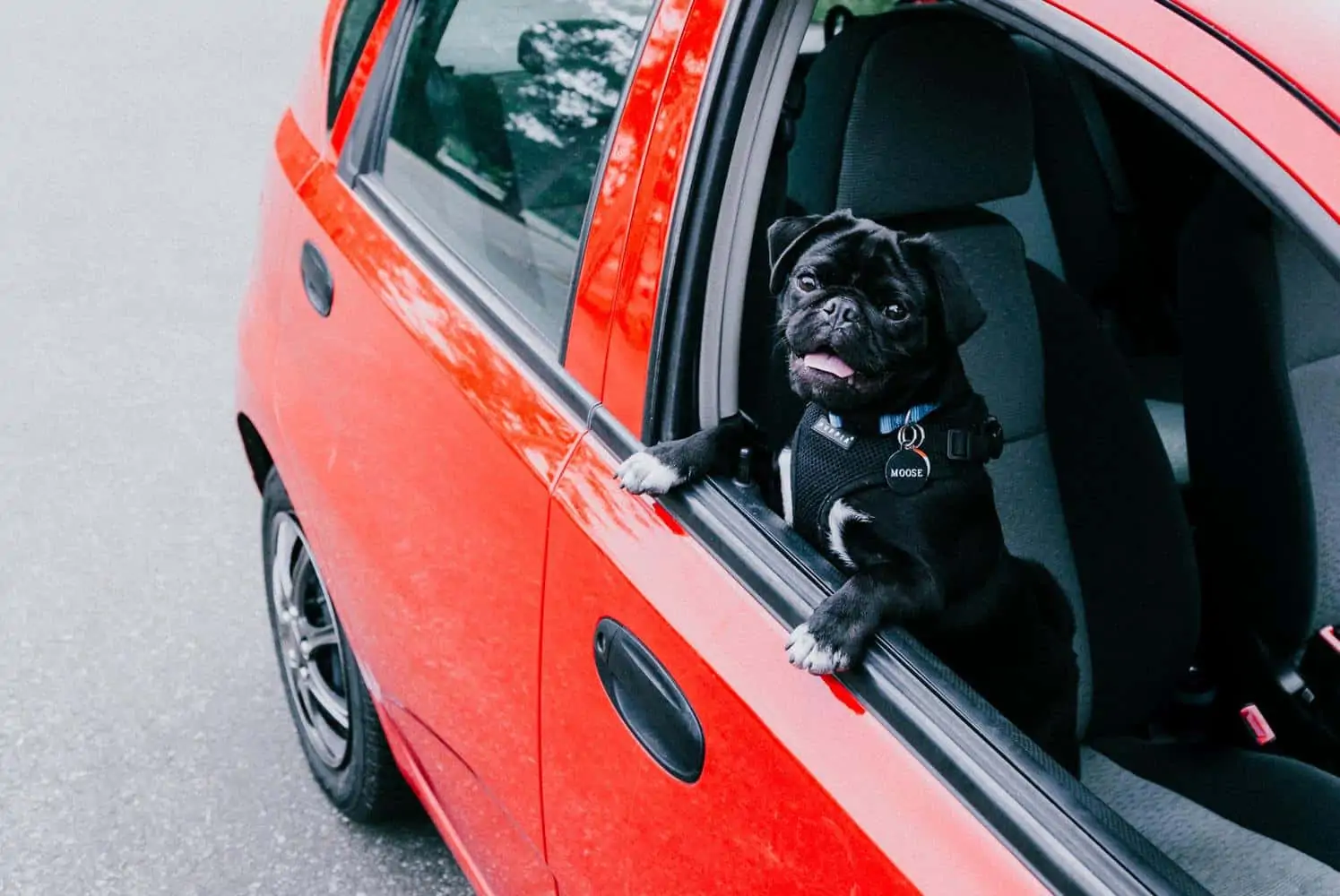 Autoschondecke Hund