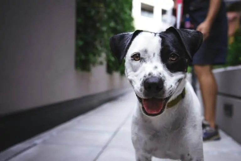 GPS Tracker Hund ohne Abo