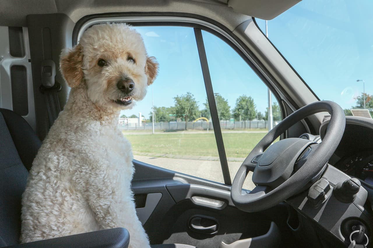 Hundebett fürs Auto: Die 5 besten Modelle im Test (2024)