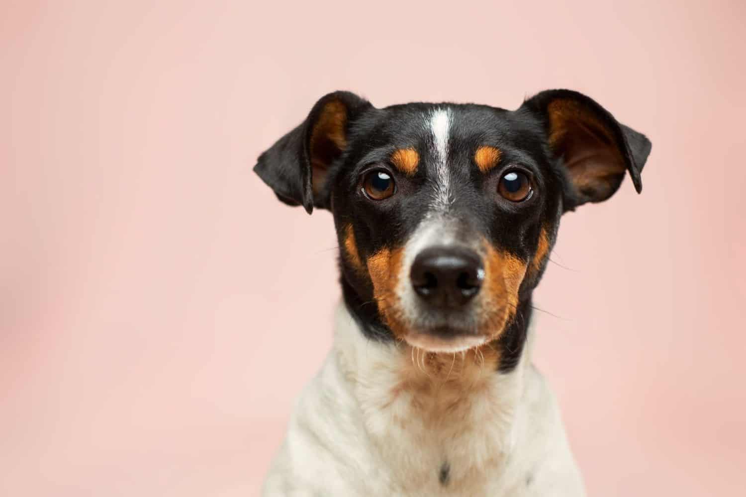 Hundeversicherungen Welche gibt es, was ist wichtig?