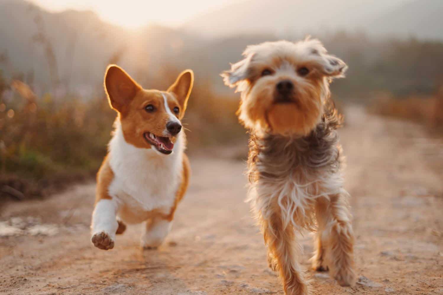 Die Top Vergleichssieger - Entdecken Sie die Hundebox holz Ihren Wünschen entsprechend
