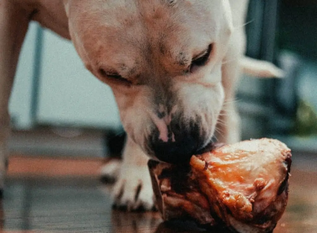 Dürfen Hunde Leber essen