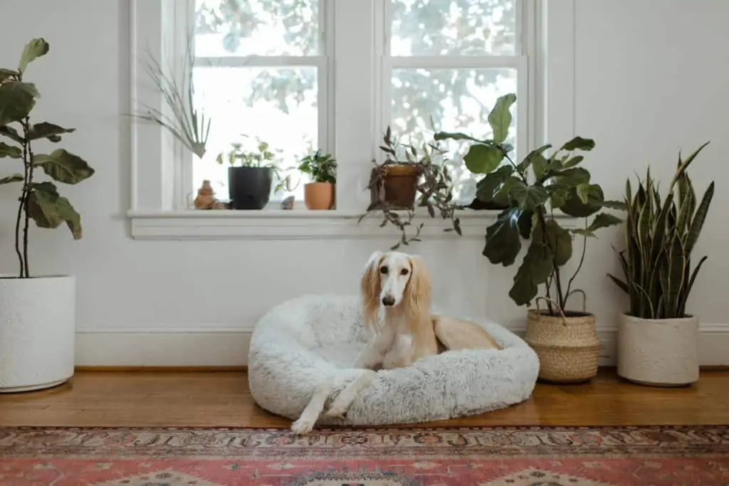 Grosser Hund im flauschigen Hundebett