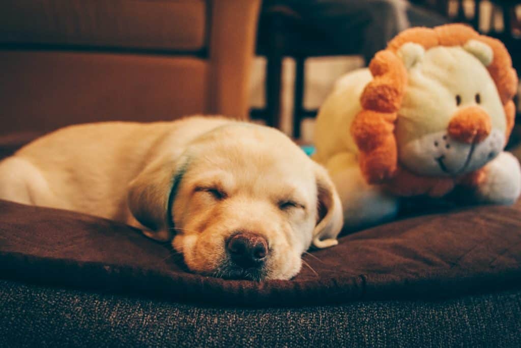 Schlafender Hund im flauschigen Hundebett