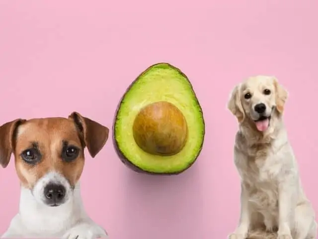 Dürfen Hunde Avocado essen