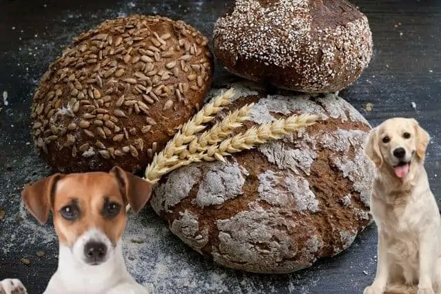 Dürfen Hunde Brot Essen