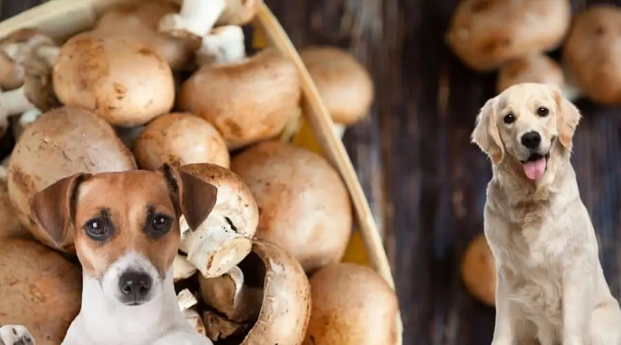 Dürfen Hunde Champignons Essen