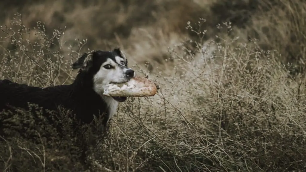 Fjendtlig afspejle Sige Dürfen Hunde Champignons essen? (Einfach Erklärt) 2023