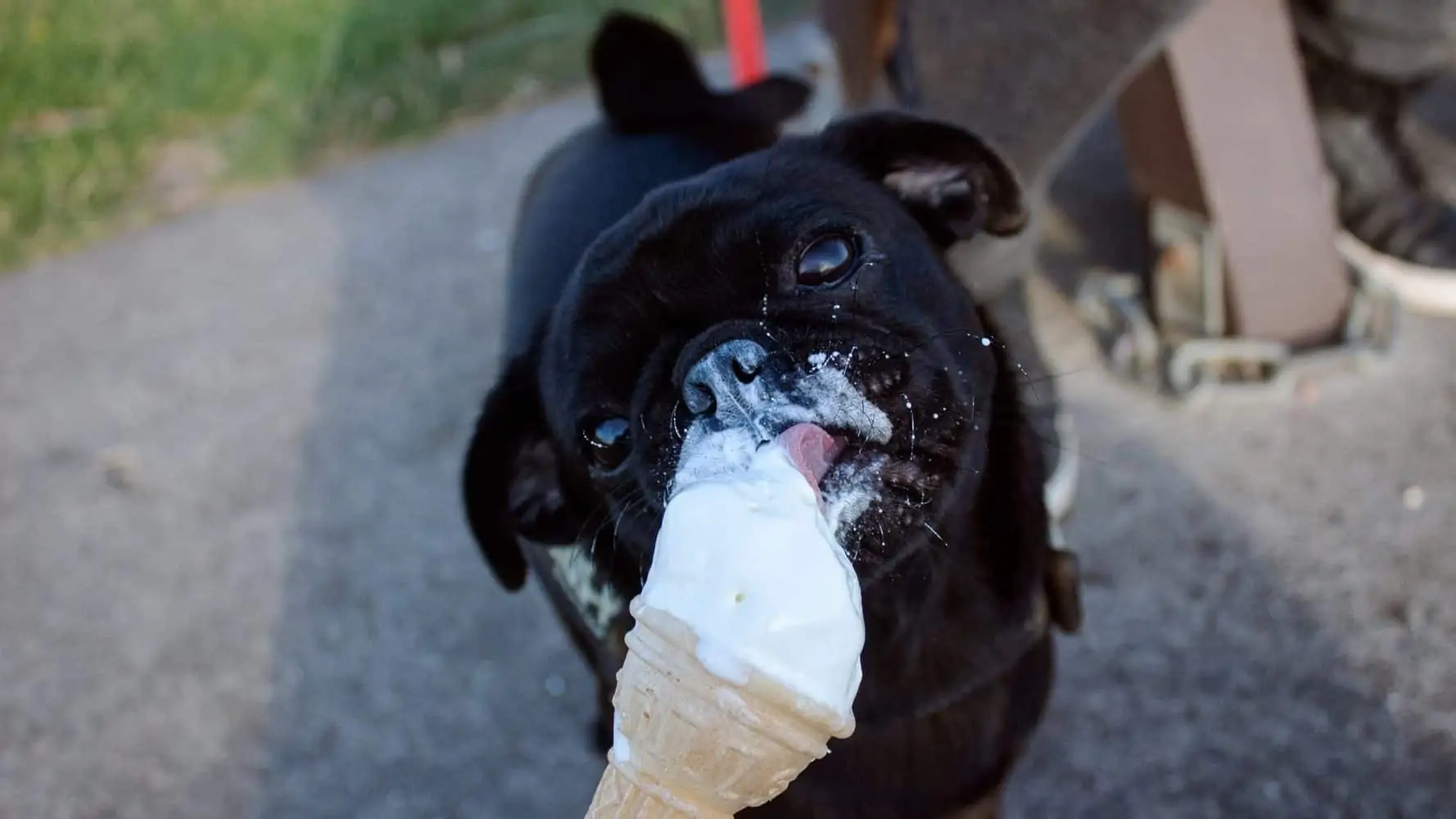 Dürfen Hunde Eis Essen?