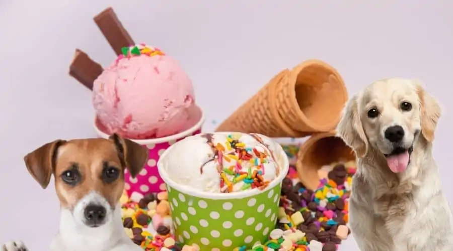 Dürfen Hunde Eis essen?