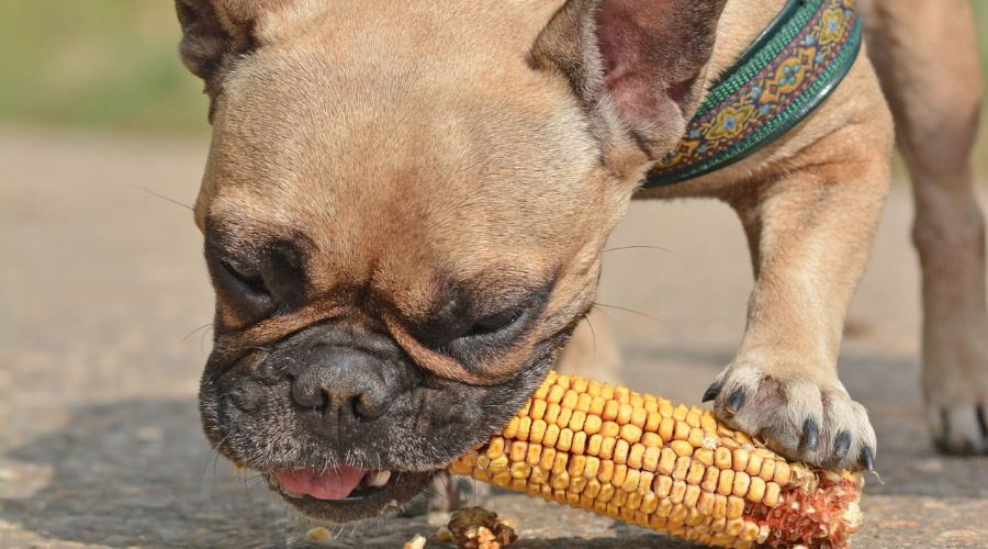 Dürfen Hunde Mais essen