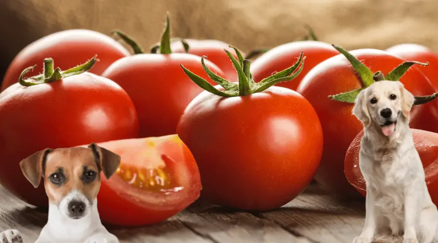 Dürfen Hunde Tomaten Essen