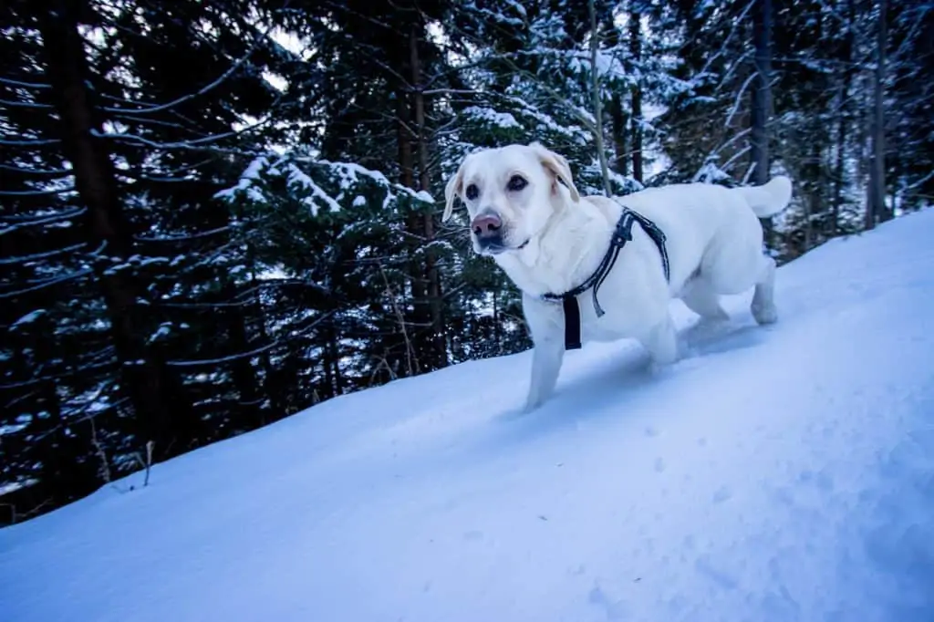 Gepolstertes Hundegeschirr Hund