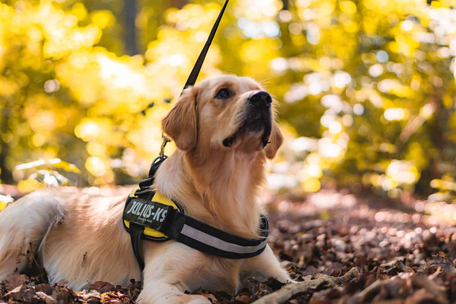 die-5-besten-labrador-hundegeschirre-im-test-year