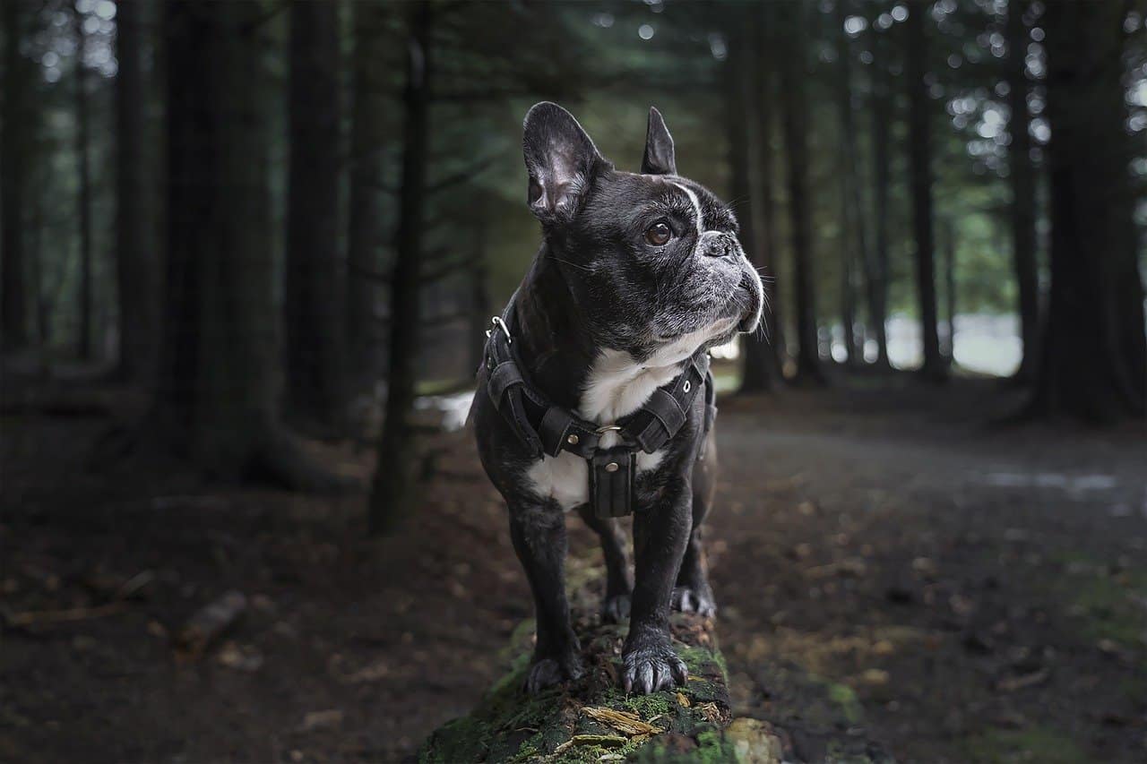 MEHRWEG Verpackung OneTigris MOLLE Taktisches Welpengeschirr Einstellbar Weich Geschirr für Kleine Hunde Welpen Jagd/Wandern/Trainierung/Spaziergang Outdoor-Aktivitäten