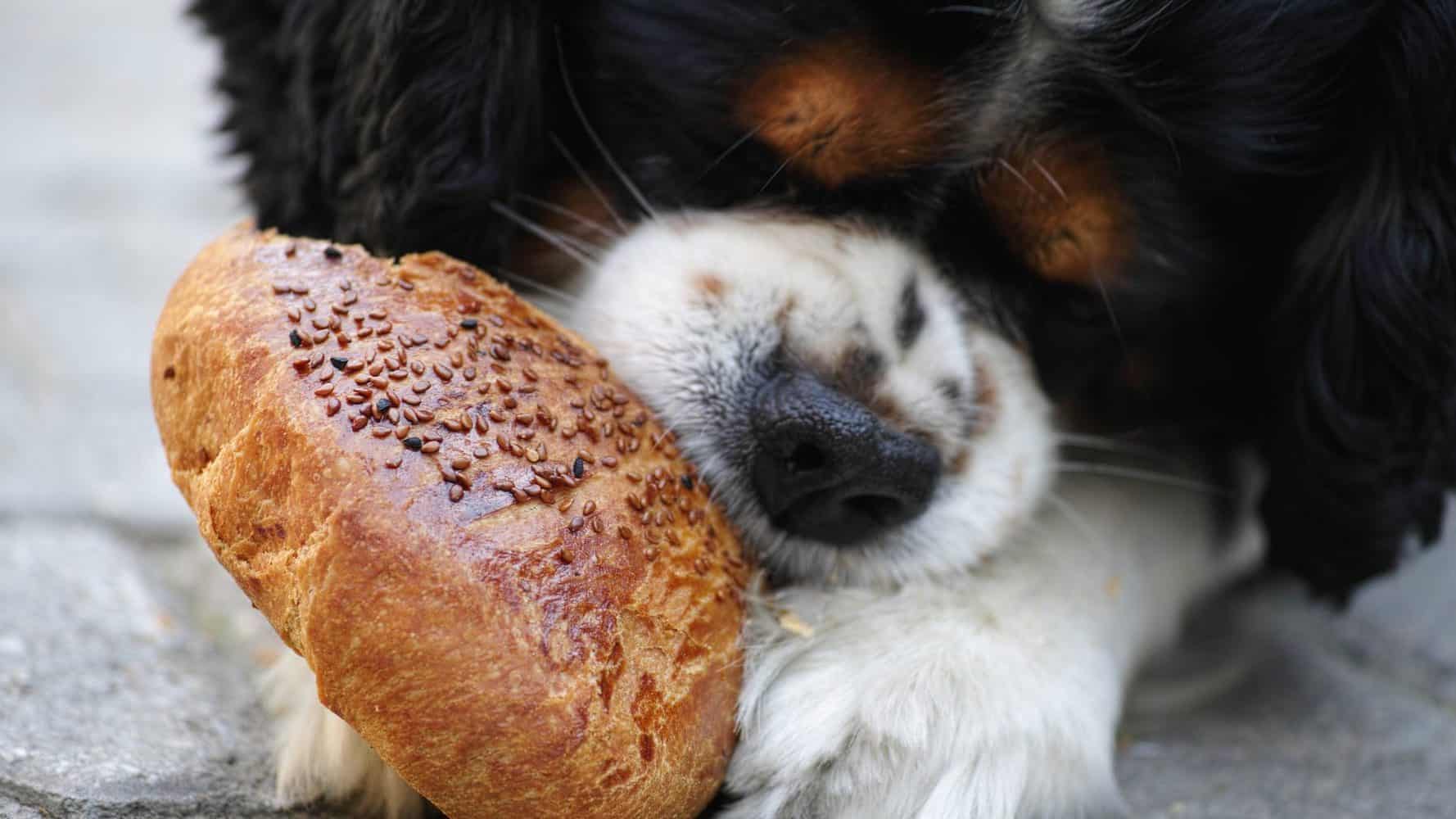 Dürfen Hunde Brot essen