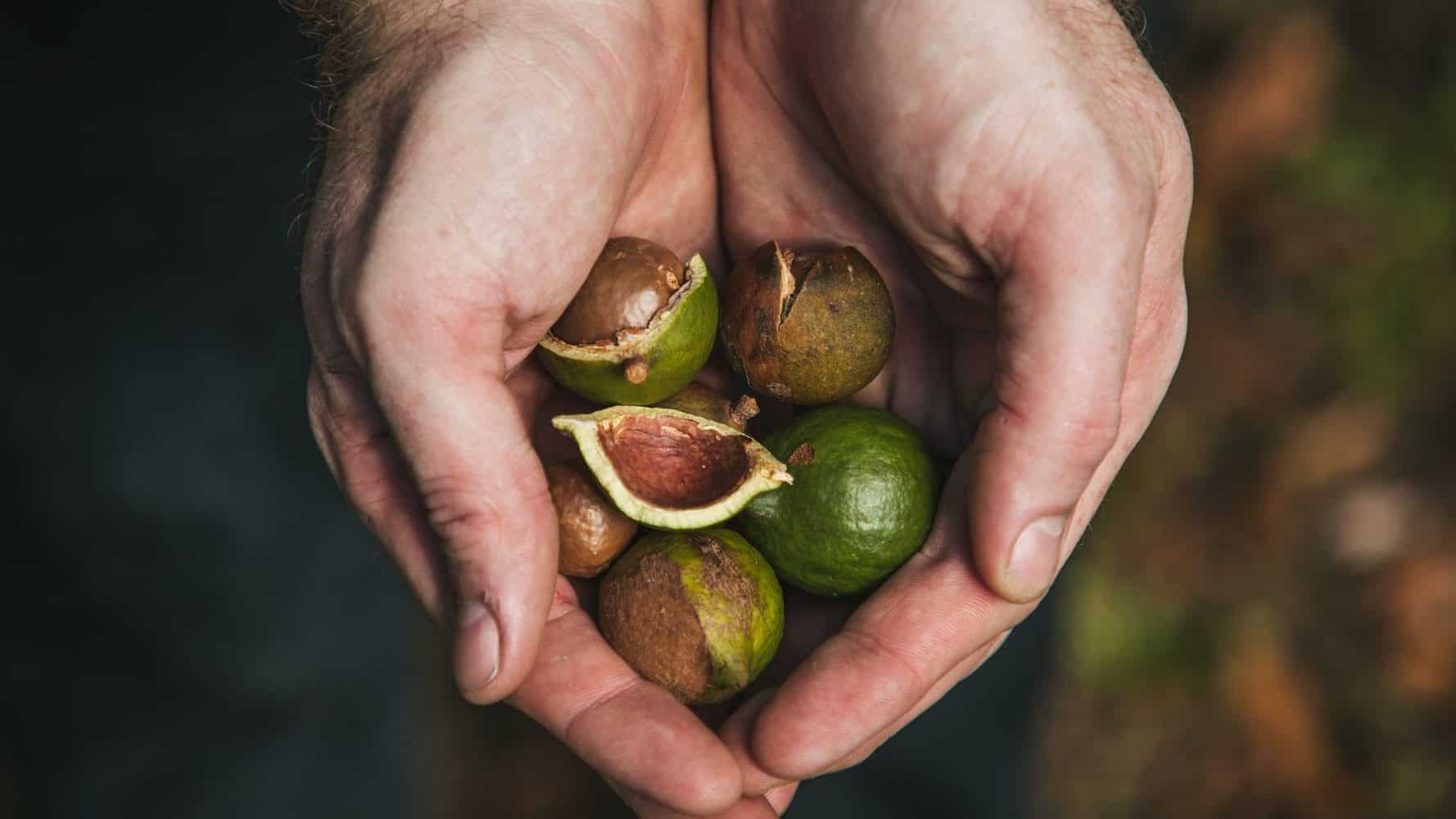 Macadamia Nüsse mit grüner Schale