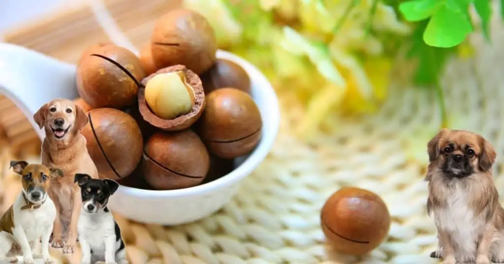 Dürfen Hunde Macadamia-Nüsse Essen