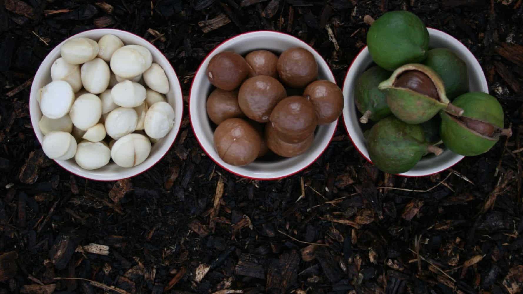 Macadamia Nüsse geschält, in Braun und mit grüner Schale