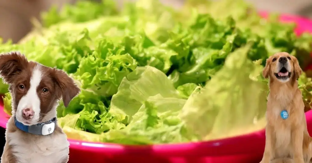 Dürfen Hunde Salat Essen?