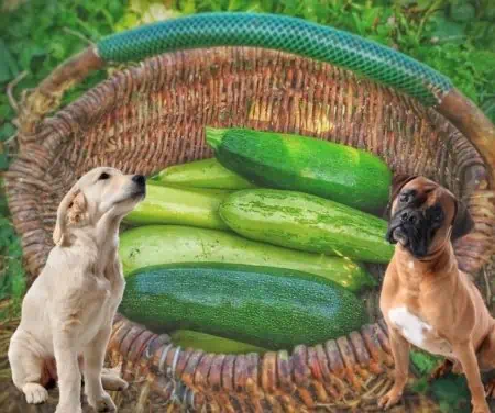 Dürfen Hunde Zucchini essen