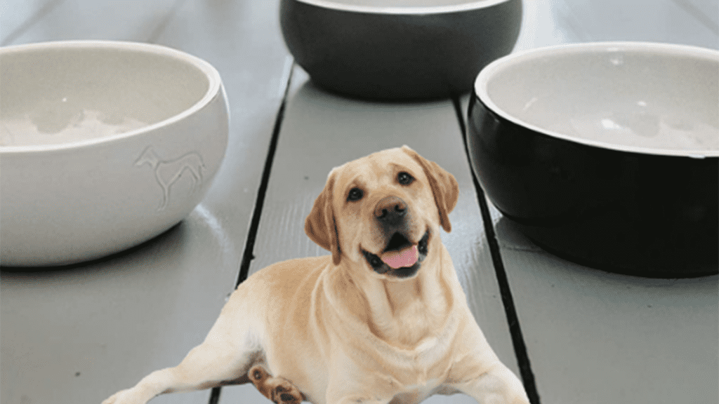 Hund mit Hundenapf Keramik