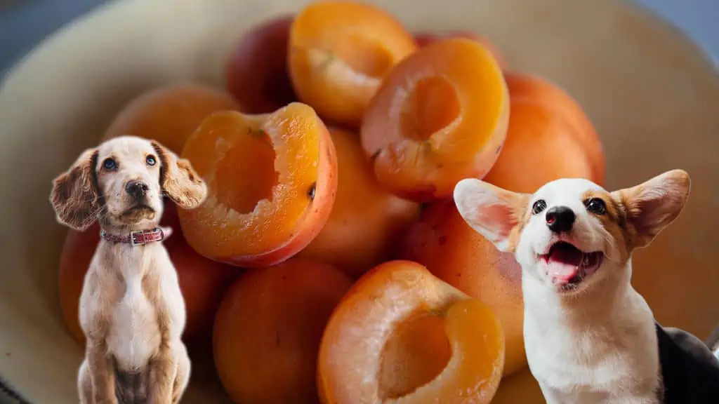 Dürfen Hunde Aprikosen essen