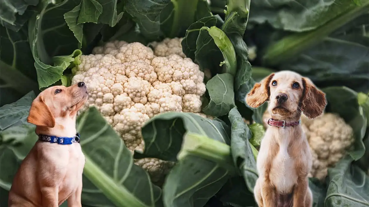 Dürfen Hunde Blumenkohl essen
