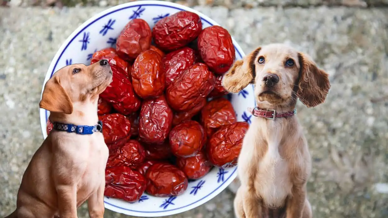 Dürfen Hunde Datteln essen