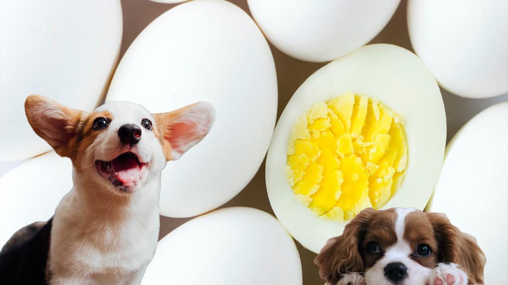 Dürfen Hunde Eier essen