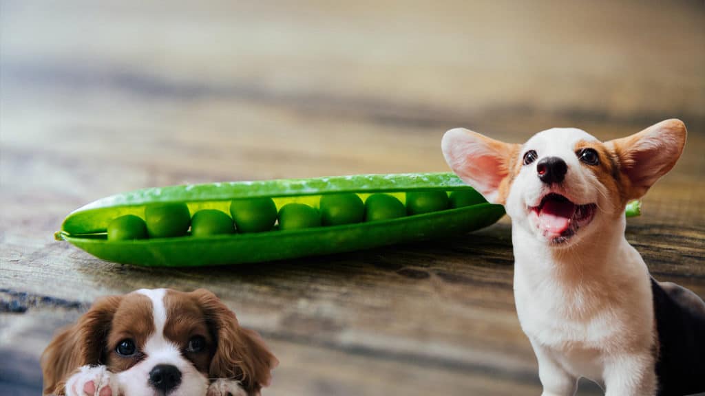 Dürfen Hunde Erbsen essen
