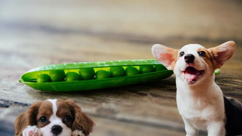 Dürfen Hunde Erbsen essen