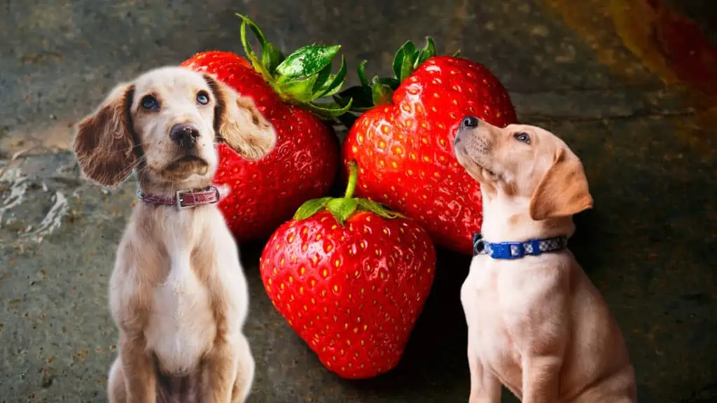 Dürfen Hunde Erdbeeren essen