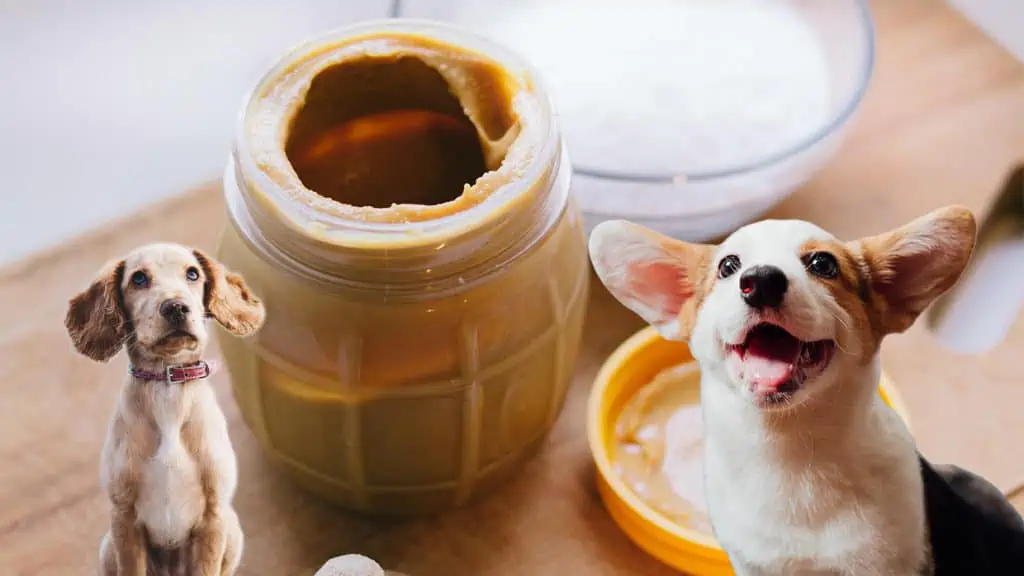 Dürfen Hunde Erdnussbutter essen